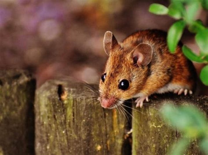 Does Lysol repel mice?