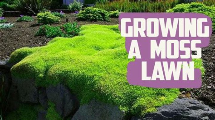 Does moss choke out grass?