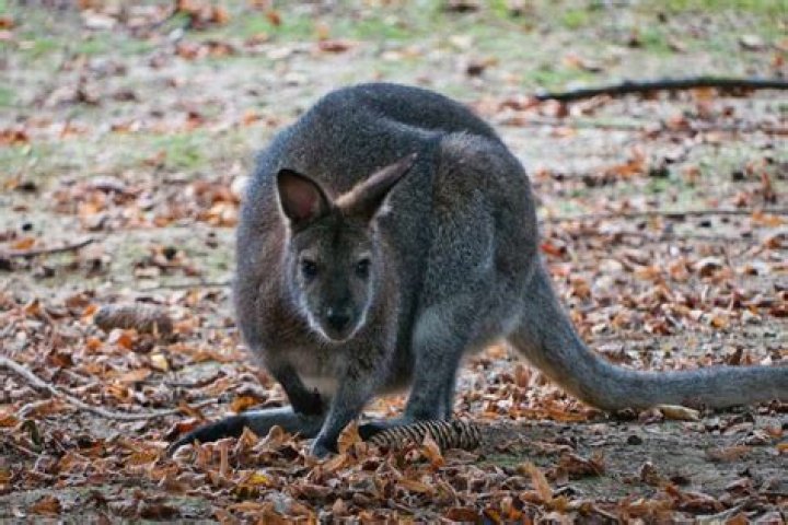 Does New Zealand have kangaroos?