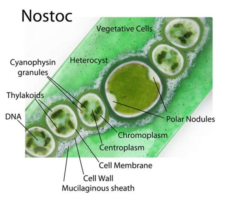 Does Nostoc have chloroplast?