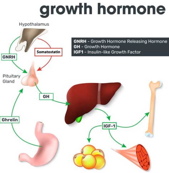 Does omega-3 increase growth hormone?