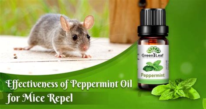 Does peppermint oil repel mice?