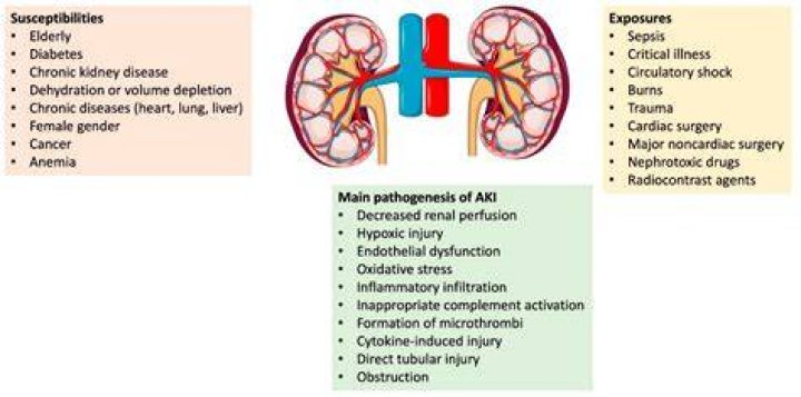 Does shilajit affect kidney?