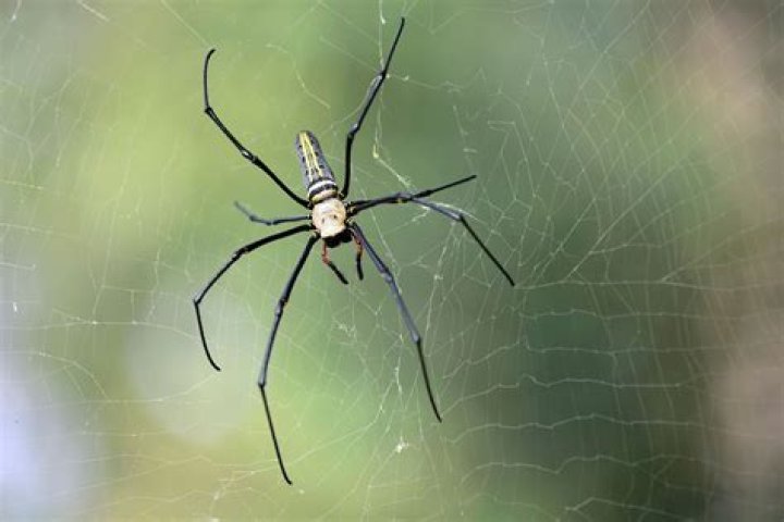 Does silk come from spiders?
