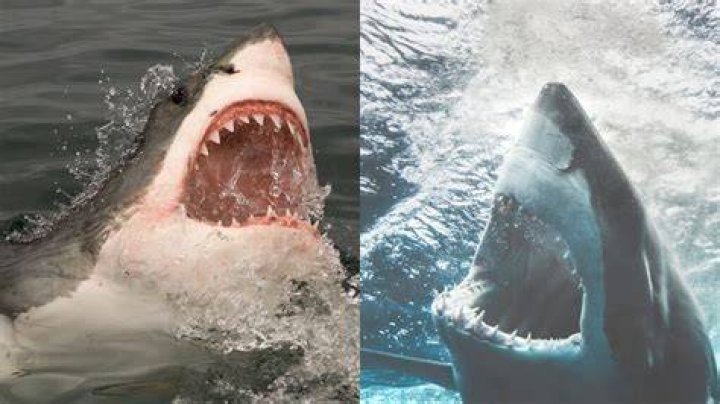 Does splashing attract sharks?