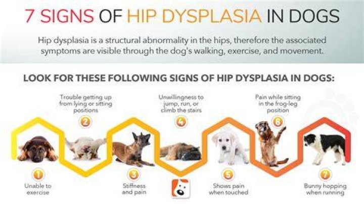 Does swimming help hip dysplasia in dogs?