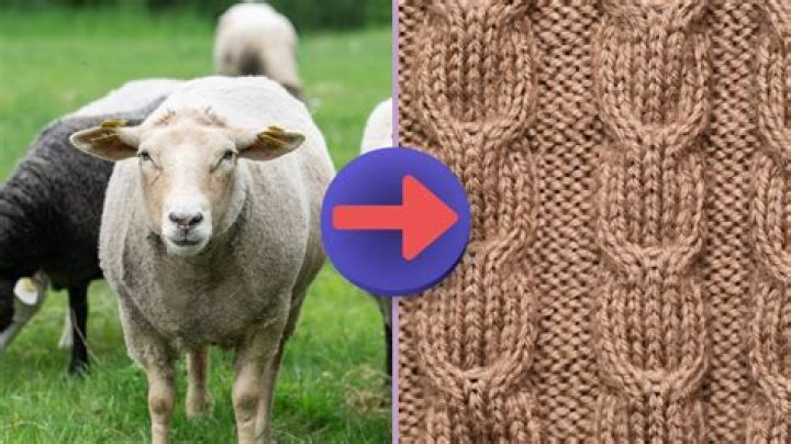Does taking wool harm sheep?
