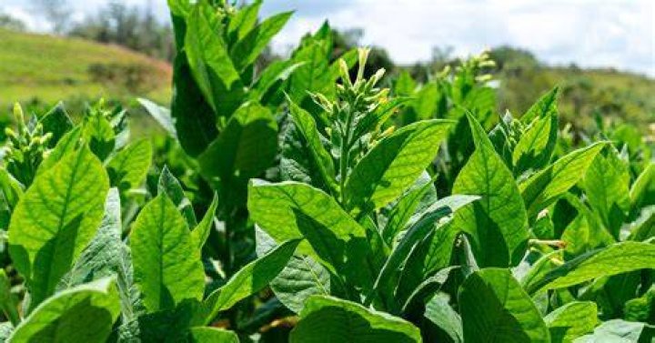 Does tobacco grow in Russia?