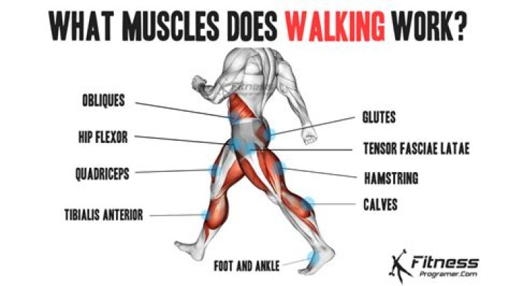 Does walking make your legs thinner?