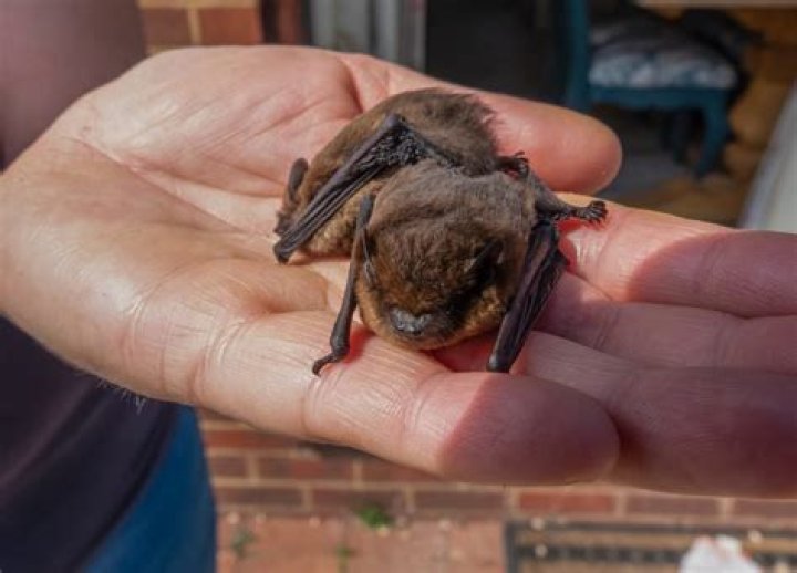 Has anyone ever had a pet bat?