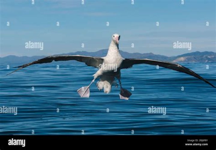 Has there ever been an albatross on the PGA Tour?