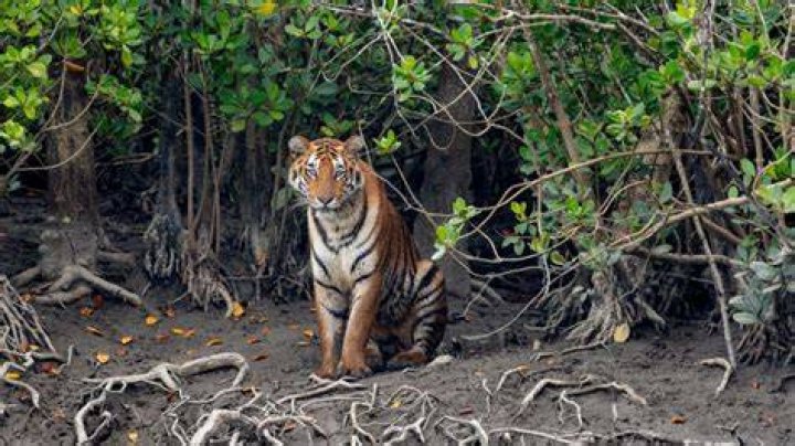 How are humans harming the Sundarbans?