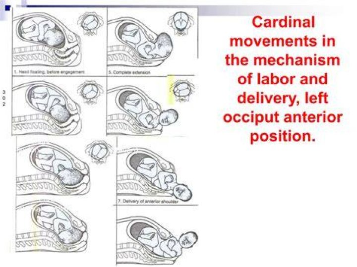 How are the cardinal movements of labor characterized?