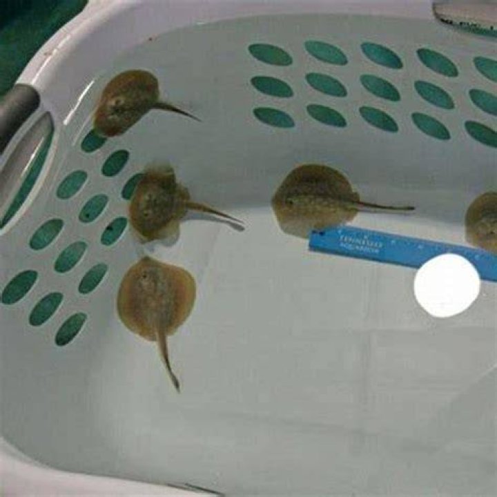 How big does a teacup stingray get?
