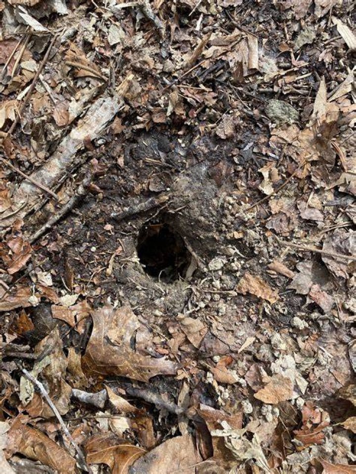 How big is a chipmunk hole?