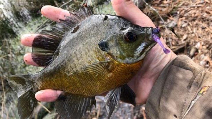 How big of a pond do you need for bluegill?