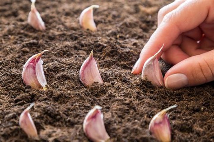 How can I digest garlic better?