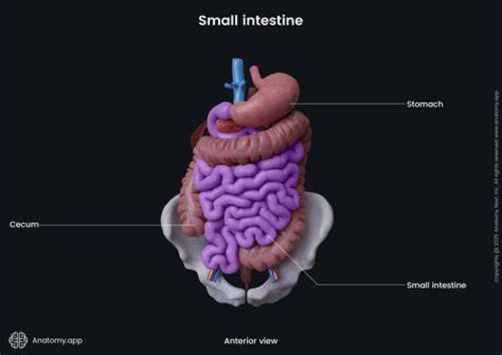 How can I heal my small intestine?