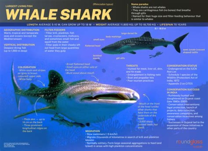 How can I help whale sharks?
