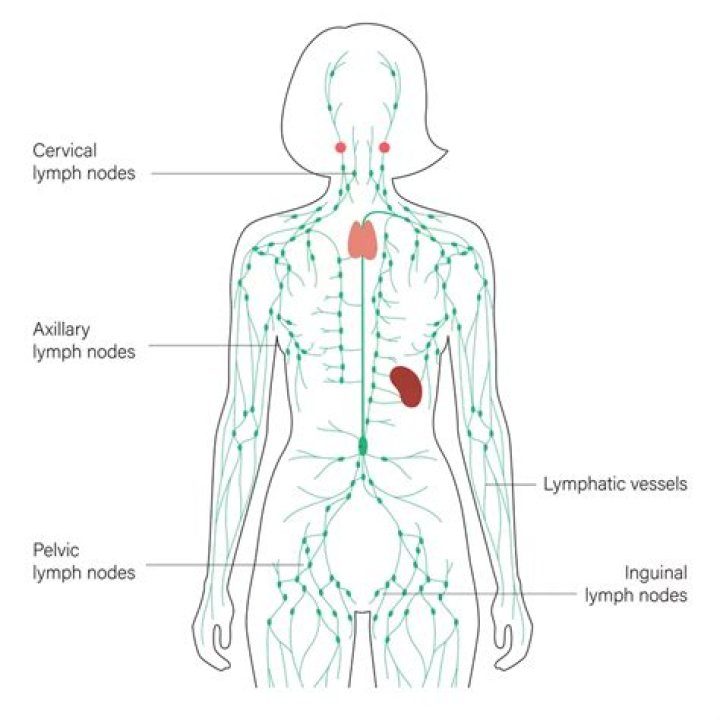 How can I naturally drain my lymph nodes?