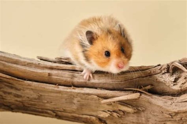 How can I tell if my hamster is dying?