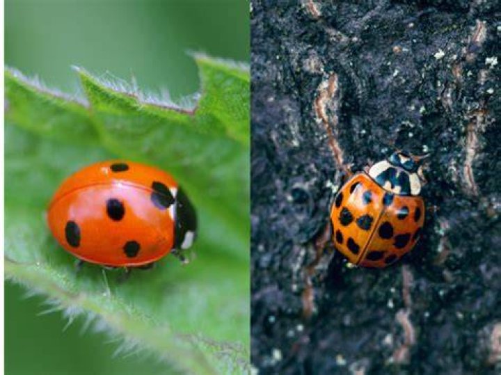 How can you tell a real ladybug?