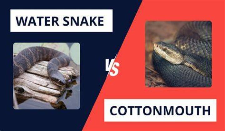 How can you tell if a baby is a water moccasin?
