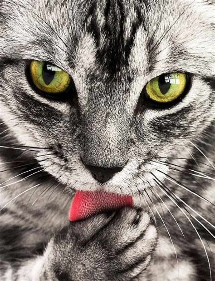 How can you tell if a cat has imprinted on you?