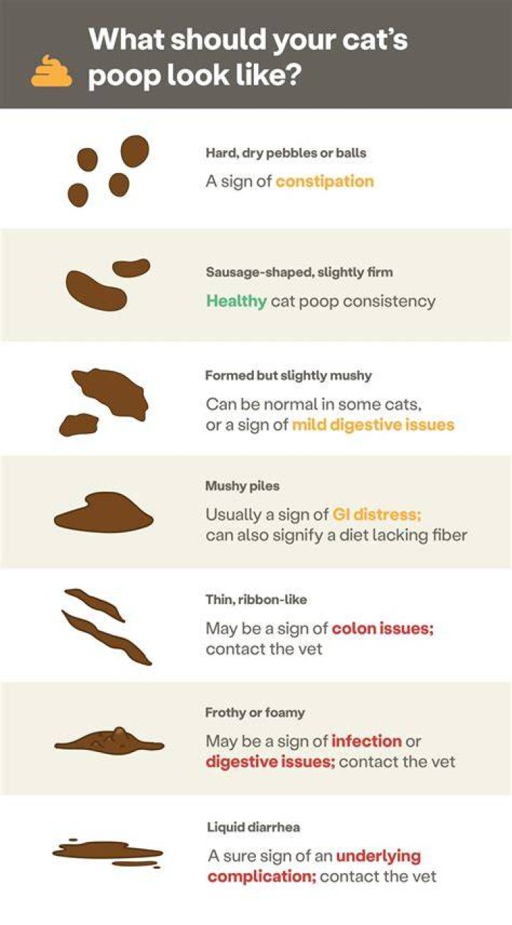 How can you tell if a cat is constipated?