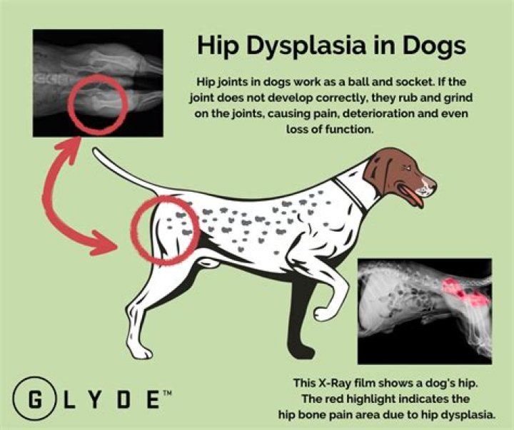 How can you tell if your dog has hip dysplasia?