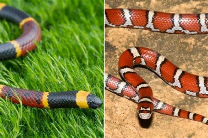 How can you tell the difference between a milk snake and a coral snake?