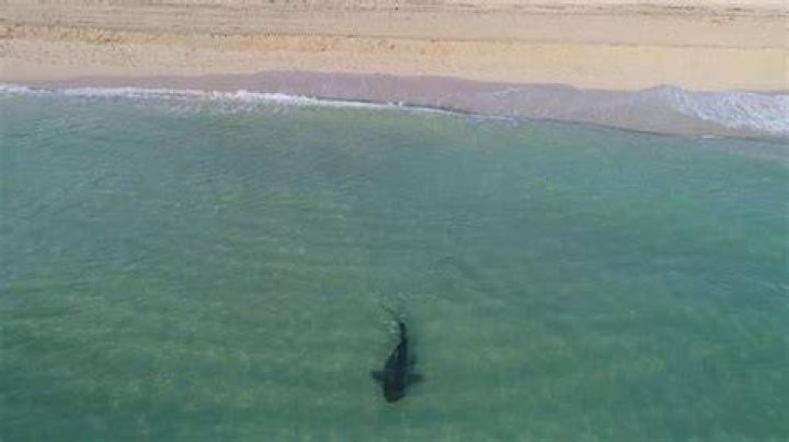 How close can sharks get to shore?