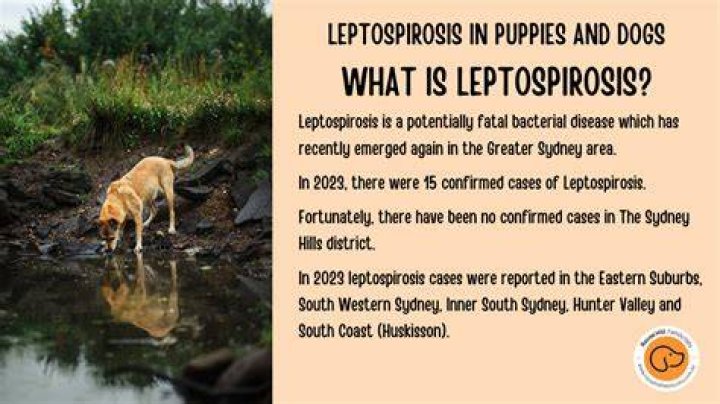 How common is lepto in dogs?
