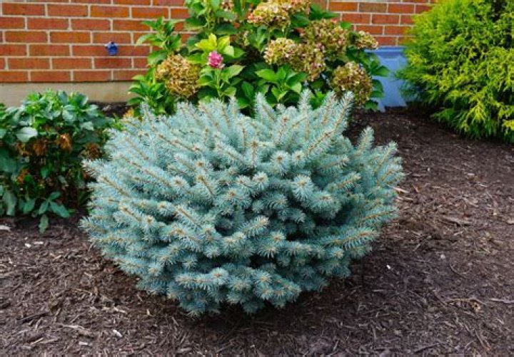 How deep are the roots on a blue spruce?