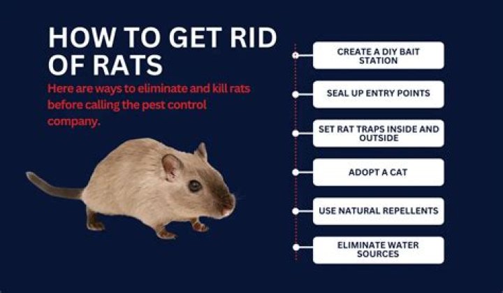 How did Hawaii get rid of rats?