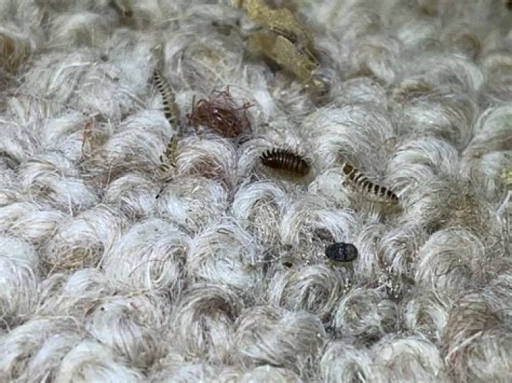 How did I get carpet worms?
