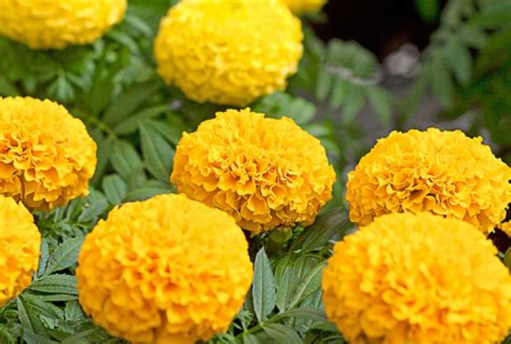How did Lord Grantham find out about Marigold?