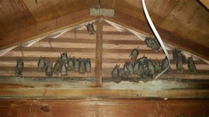 How do bats nest?