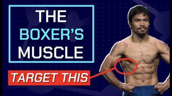 How do boxers have big muscles?