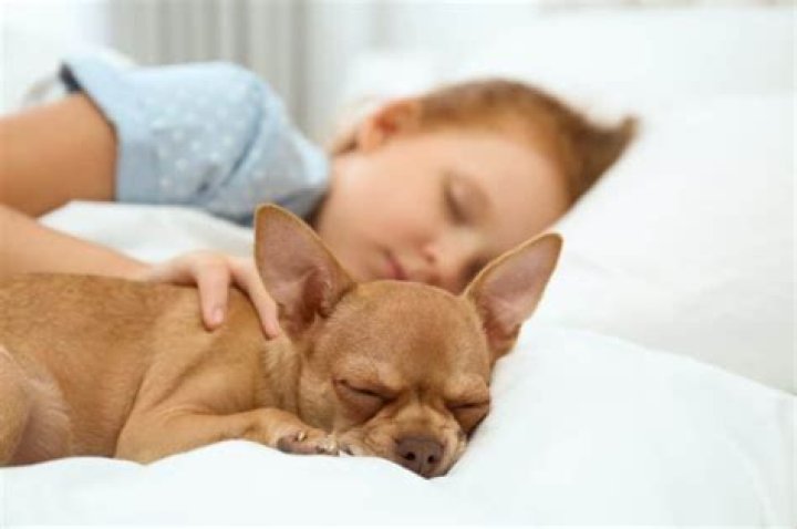 How do dogs choose who to sleep with?