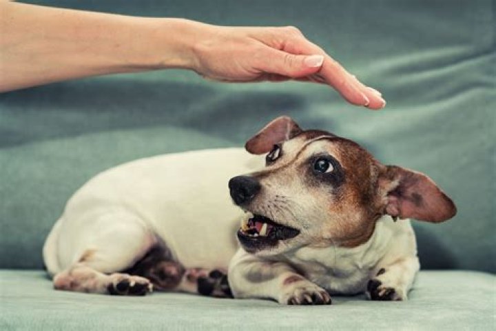 How do dogs know how do you be gentle with babies?
