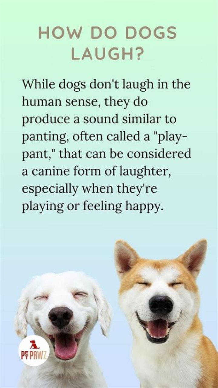 How do dogs laugh?