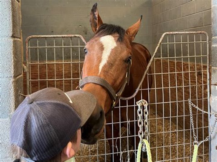 How do horses show their love?