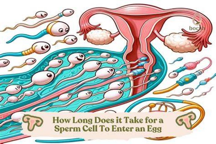 How do I choose my sperm?