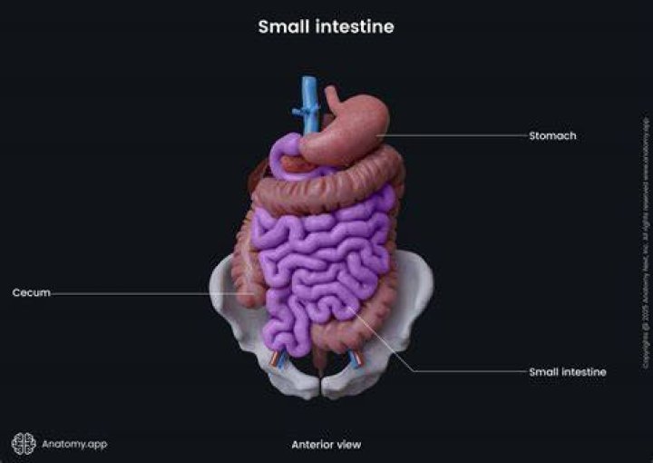 How do I fix my small intestine?