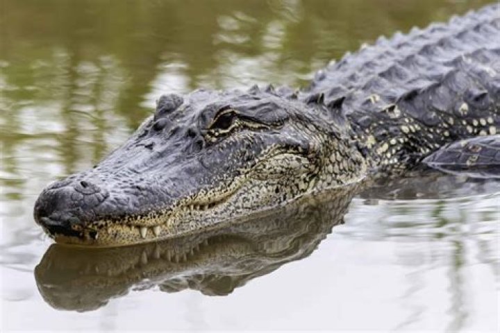 How do I get a permit for an alligator in Florida?