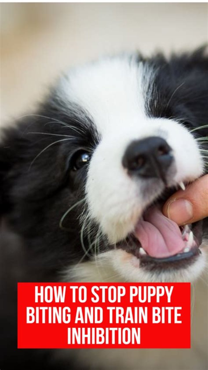 How do I get my puppy to stop growling and biting?