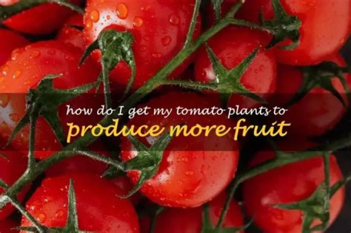 How do I get my tomato plants to produce more fruit?