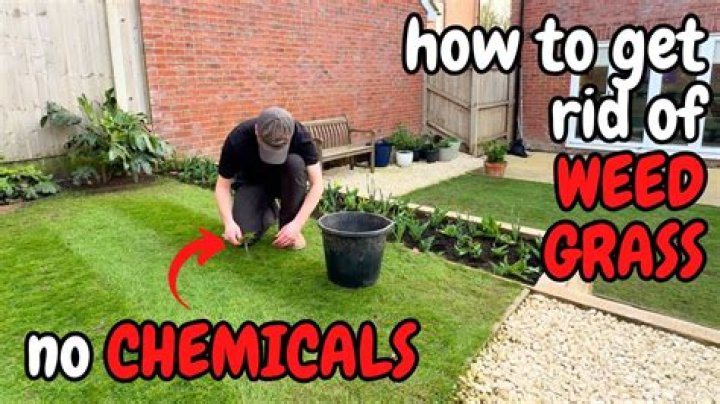 How do I get rid of grass algae?