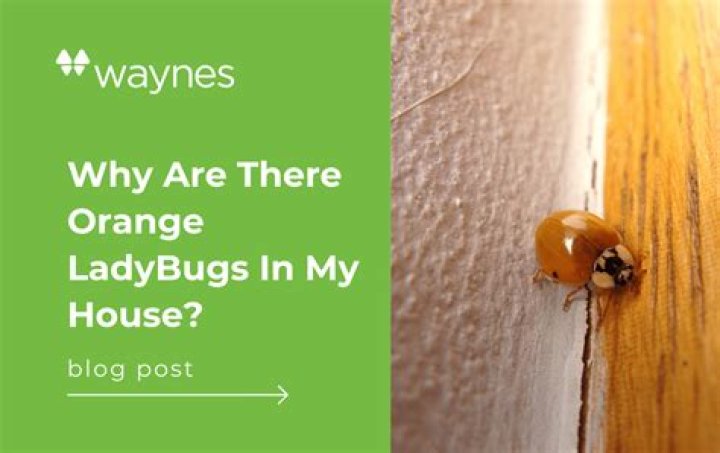 How do I get rid of orange ladybugs in my house?